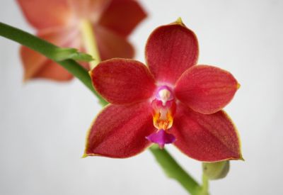 Phalaenopsis I-Hsin Salmon Copper Star