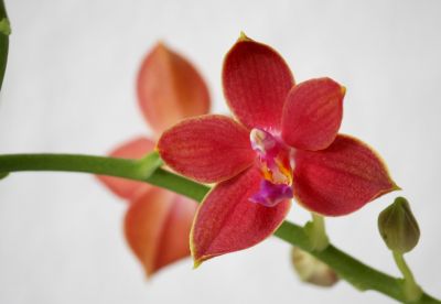 Phalaenopsis I-Hsin Salmon Copper Star