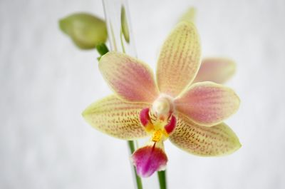Phalaenopsis Tzu Chiang Balm Nr.2