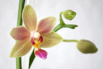 Phalaenopsis Tzu Chiang Balm Nr.2