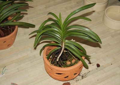 Vanda eintopfen