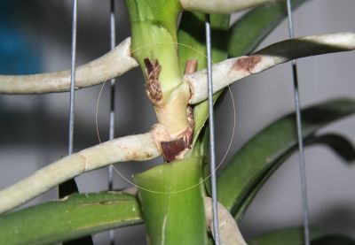 Stammfäule an Vanda