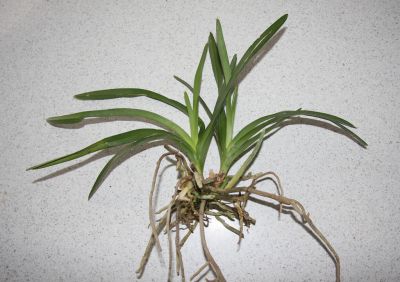 Vanda Kindel