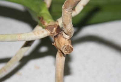 Vanda Stammfäule