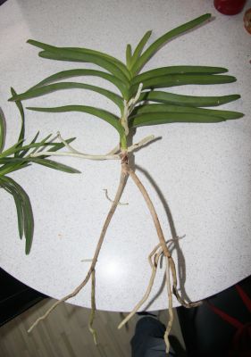 Abgeschnittene Vanda
