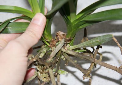 Stammfäule Vanda