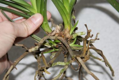 Stammfäule Vanda