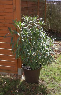 Überwinterter Oleander
