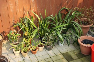 Orchideen draußen