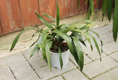 Cymbidium Tiger Moth