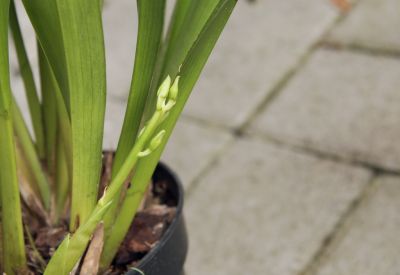 Cymbidium Fruity Forest