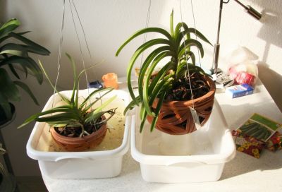 Phalaenopsis tauchen