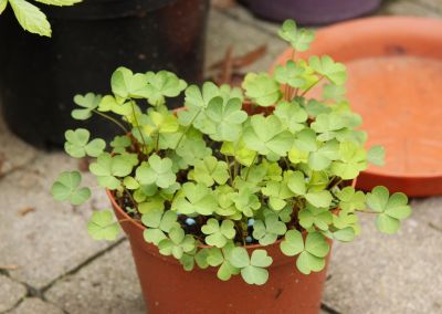 Aufrechter Sauerklee (Oxalis stricta)