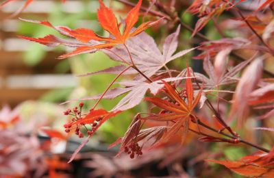 Fächerahorn (Acer palmatum) mit Blüten