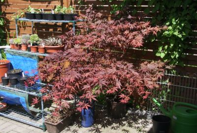 Fächerahorn (Acer palmatum)