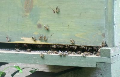 Lüftende Bienen