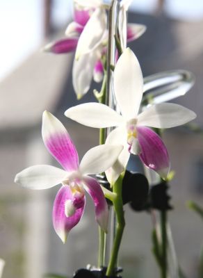 Phalaenopsis speciosa C1