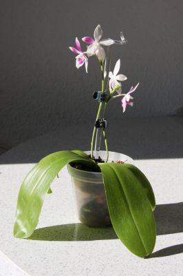 Phalaenopsis speciosa C1