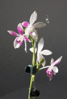 Phalaenopsis speciosa C1