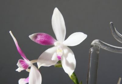 Phalaenopsis speciosa C1