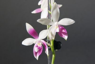 Phalaenopsis speciosa C1