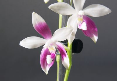 Phalaenopsis speciosa C1