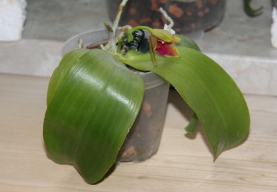 Unbekannte Phalaenopsis