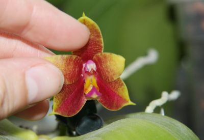 Unbekannte Phalaenopsis