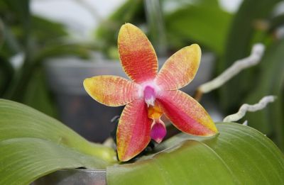 Phalaenopsis Guadalupe Pineda (bellina x ambo)