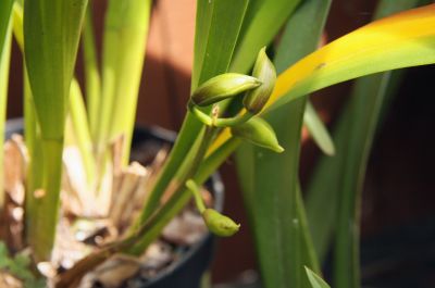 Cymbidium Fruity Forest Knospen