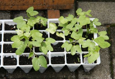 Trichterwinden (Ipomoea)