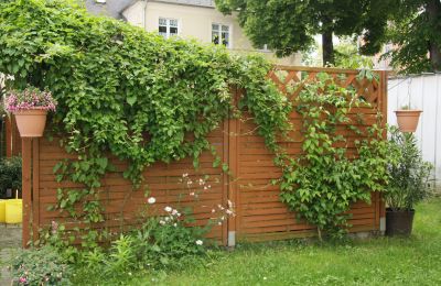 Schlingknöterich (Fallopia baldschuanica)