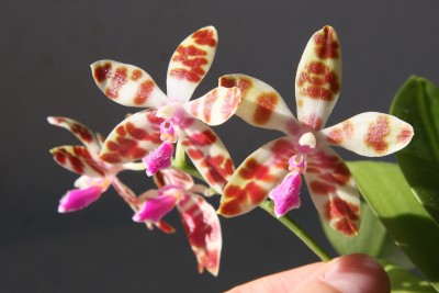 Phalaenopsis mariae