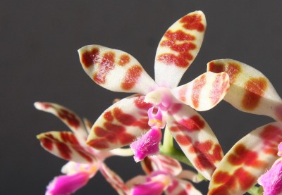 Phalaenopsis mariae