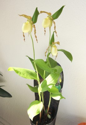 Frauenschuh (Cypripedium)