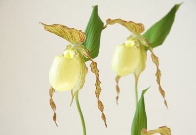 Frauenschuh (Cypripedium)