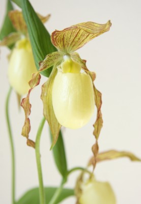Frauenschuh (Cypripedium)