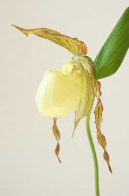 Frauenschuh (Cypripedium)