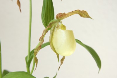 Frauenschuh (Cypripedium)