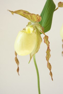 Frauenschuh (Cypripedium)