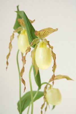 Frauenschuh (Cypripedium)