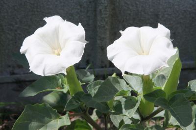 Stechapfel (Datura innoxia)