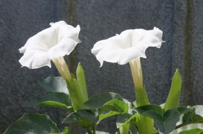 Stechapfel (Datura innoxia)