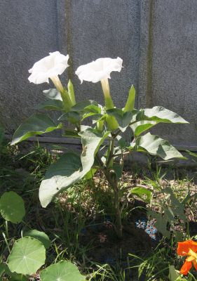 Stechapfel (Datura innoxia)