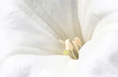 Stechapfel (Datura innoxia)