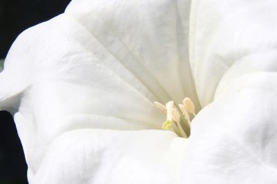 Stechapfel (Datura innoxia)