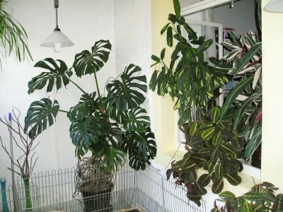 Monstera & Calatheas