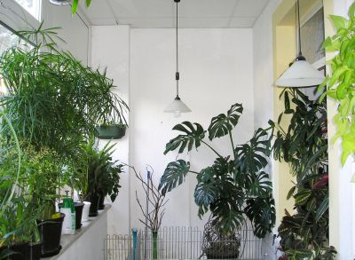 Zypergras & Monstera