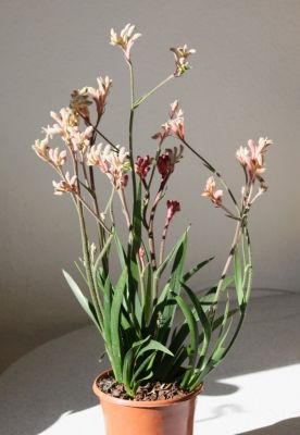 Känguruhpfote (Anigozanthos)