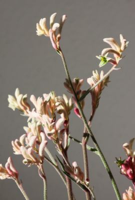 Känguruhpfote (Anigozanthos)